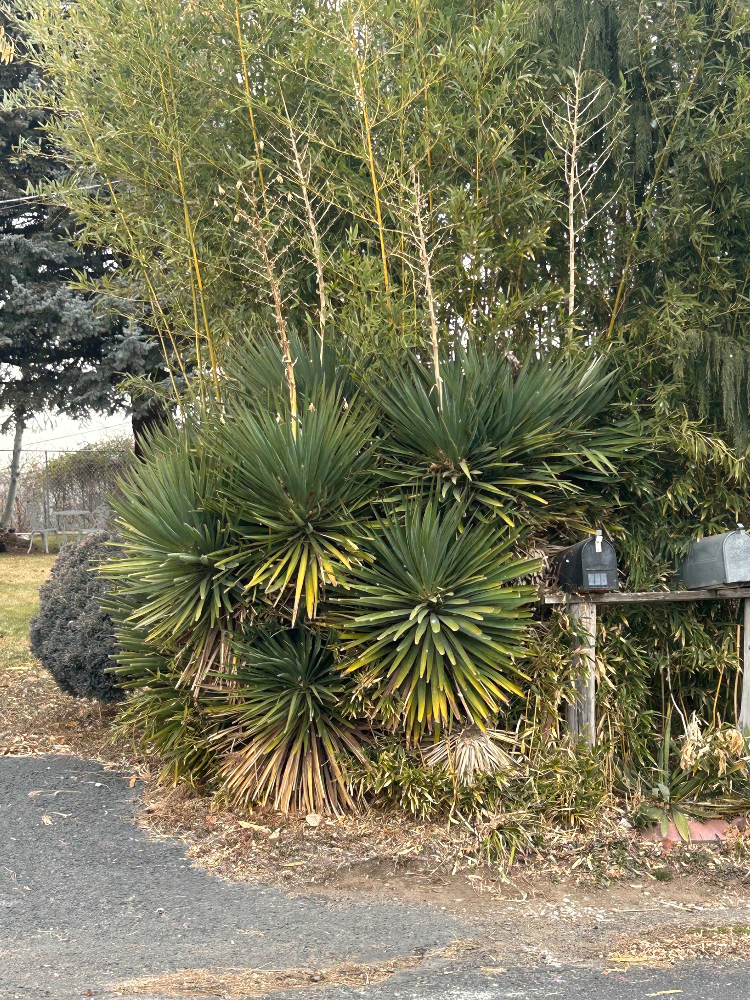 yucca様確認用 yucca様確認用 Yucca rigida 'Blue Sentry' | Adam's
