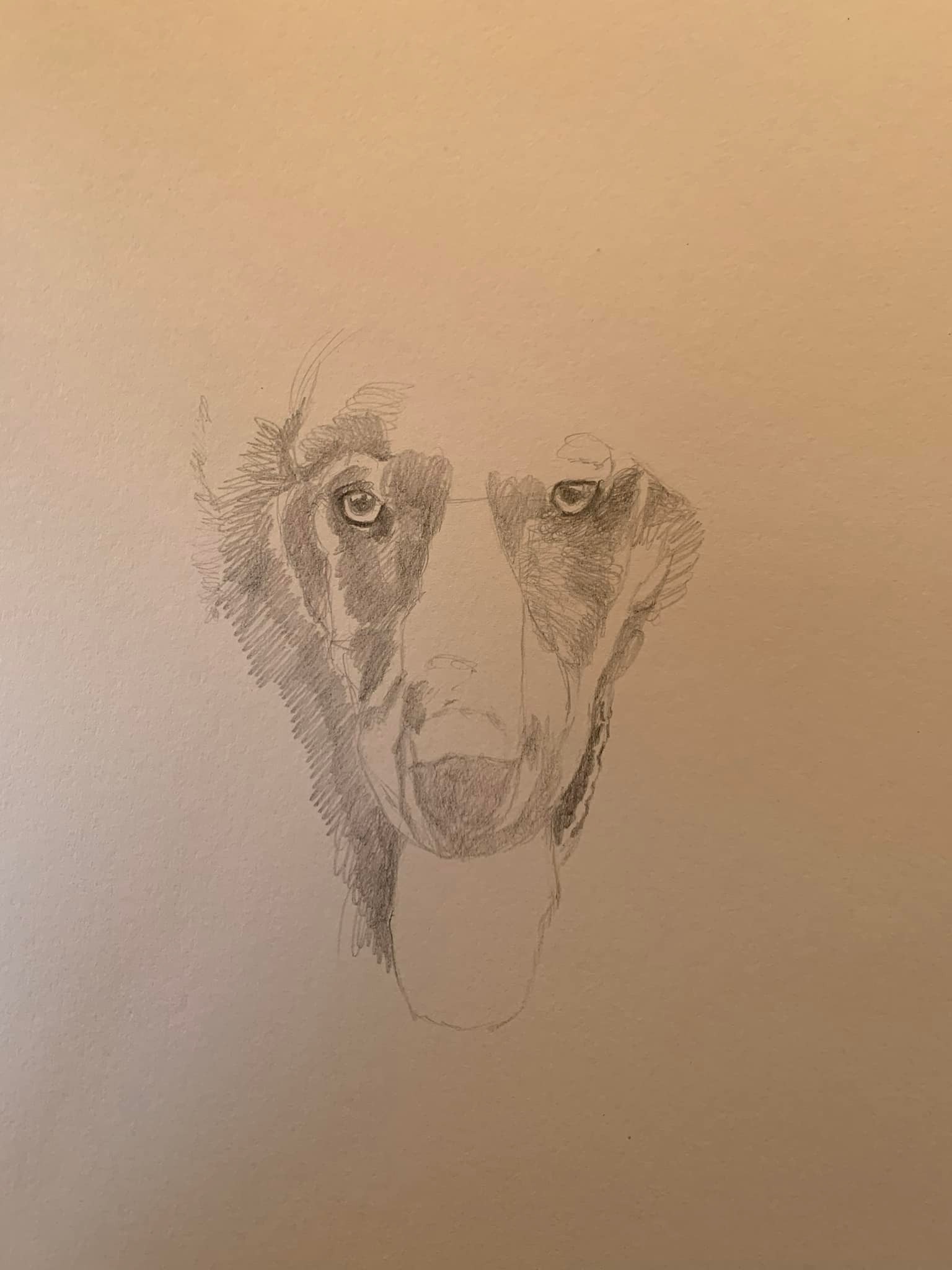 Coming... - Red Riding Hood Rescue Project - a wolfdog rescue