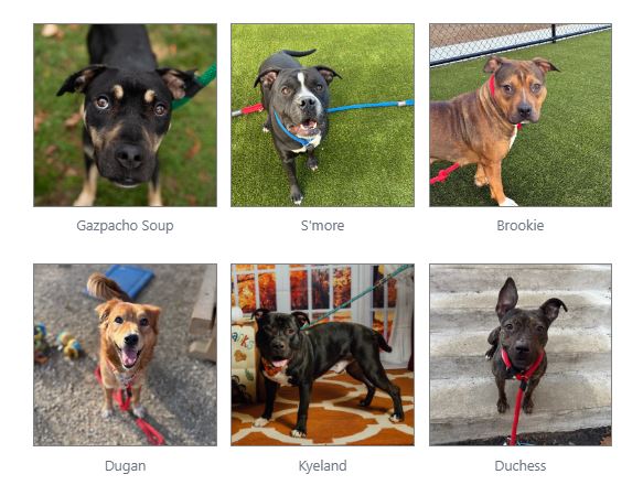 Dallas shelter dog needs home by 06/23