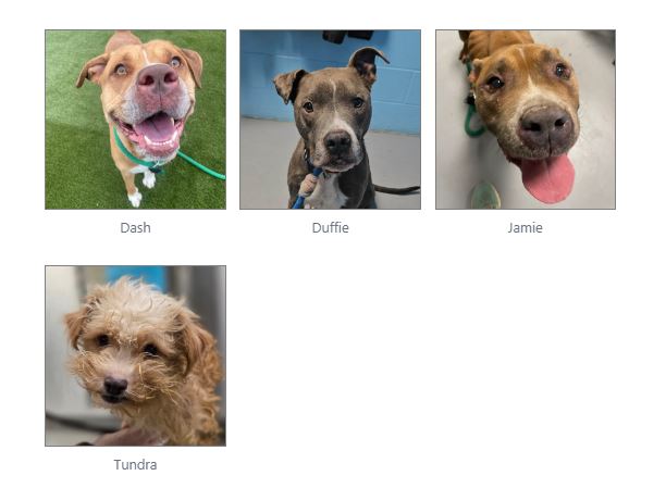 10 & “Harmony” COMPLETE BOX Dallas shelter dog needs home by 06/23
