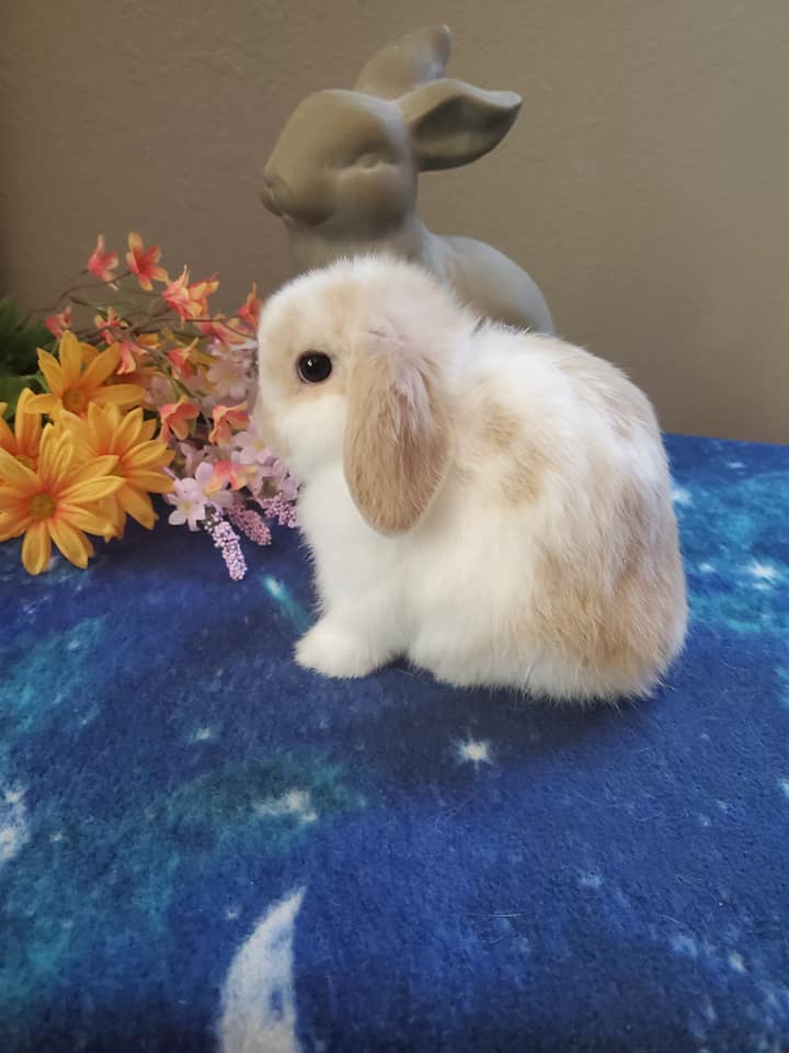 Top Hops Rabbitry