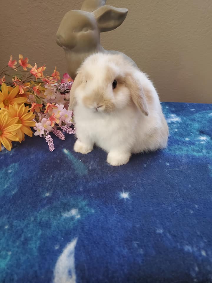 Top Hops Rabbitry