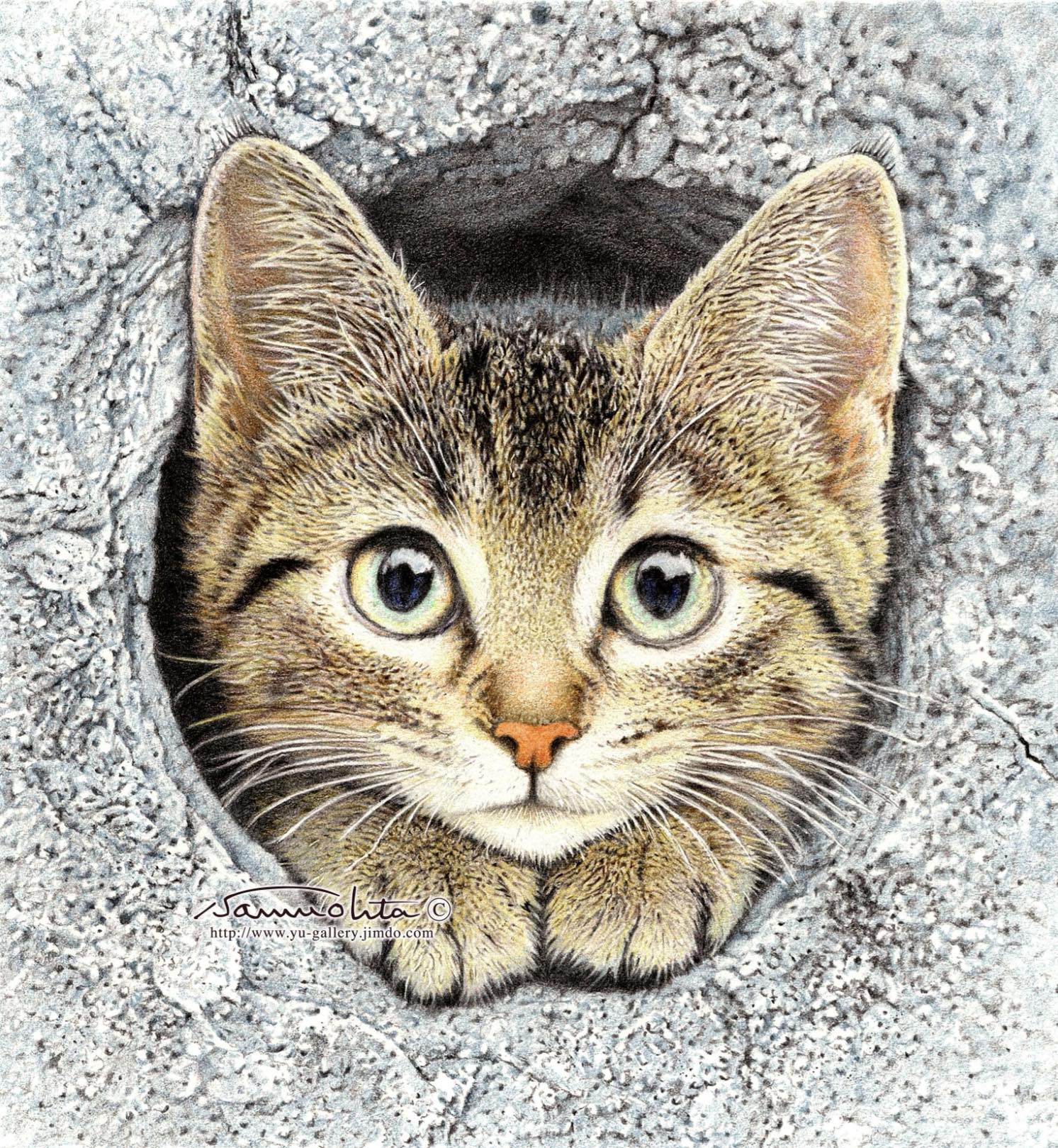 色鉛筆画A4キジトラ猫74 キジトラ猫色鉛筆画｜Yahoo!フリマ（旧PayPay