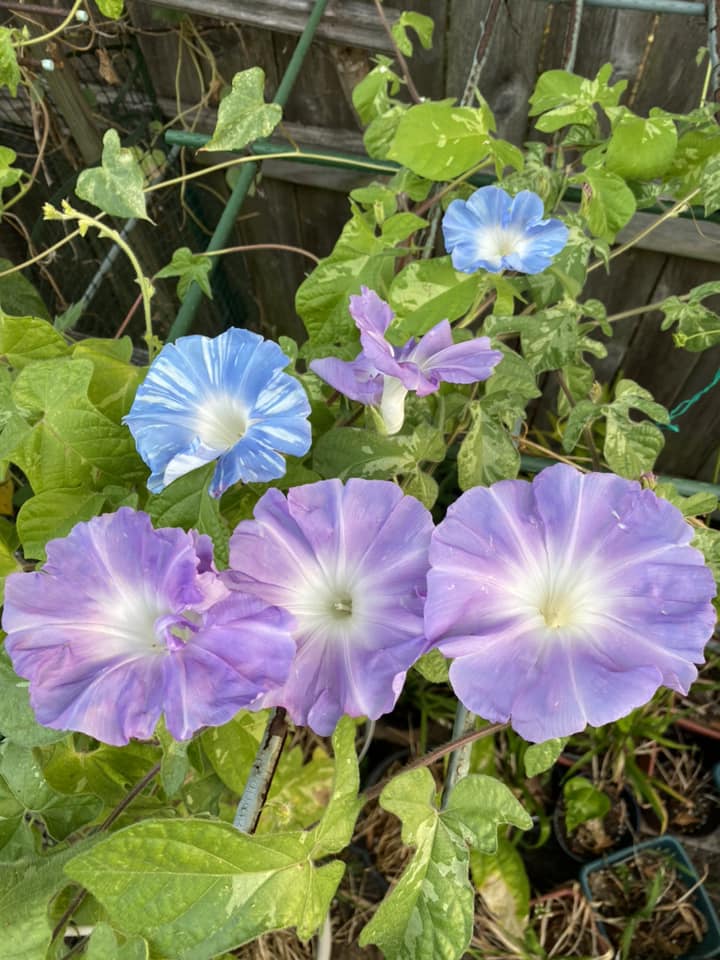 JHS Morning Glory clone with Waza color scheme