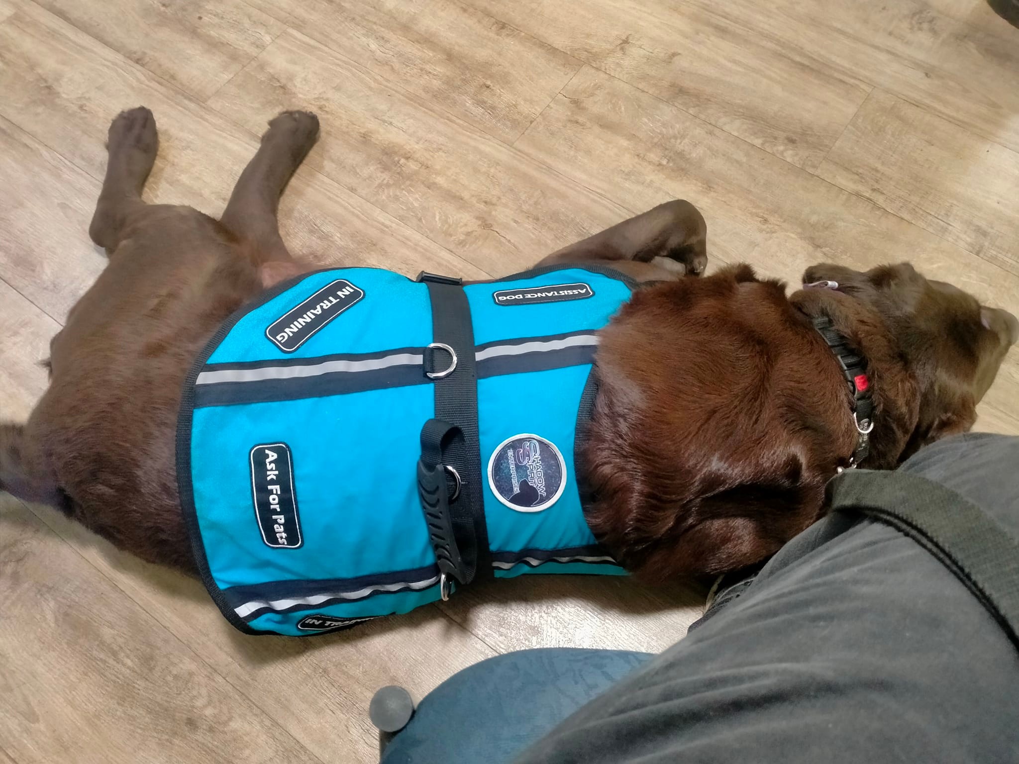 Pudding: Assistance Dog in Training