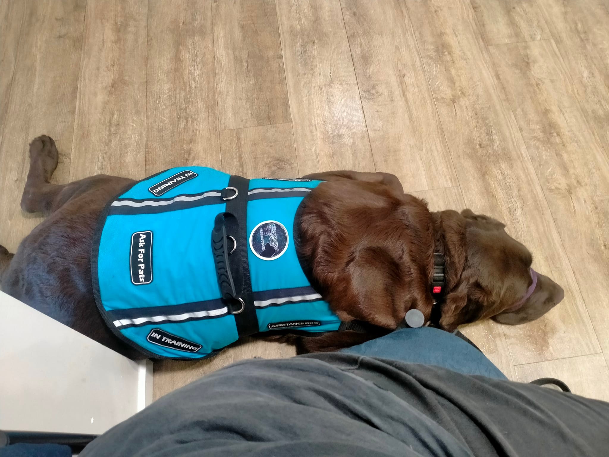 Pudding: Assistance Dog in Training