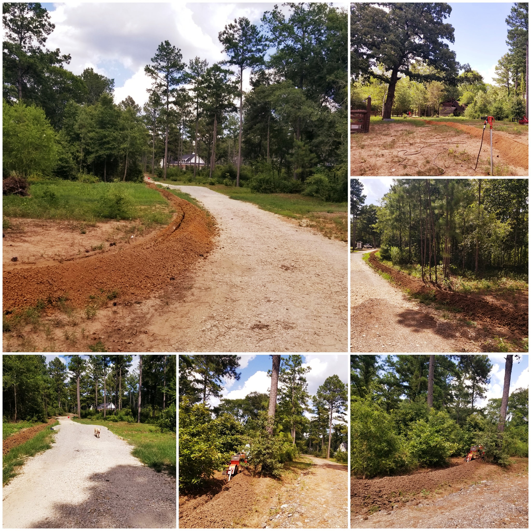 Which Way Tree - East Texas Homestead