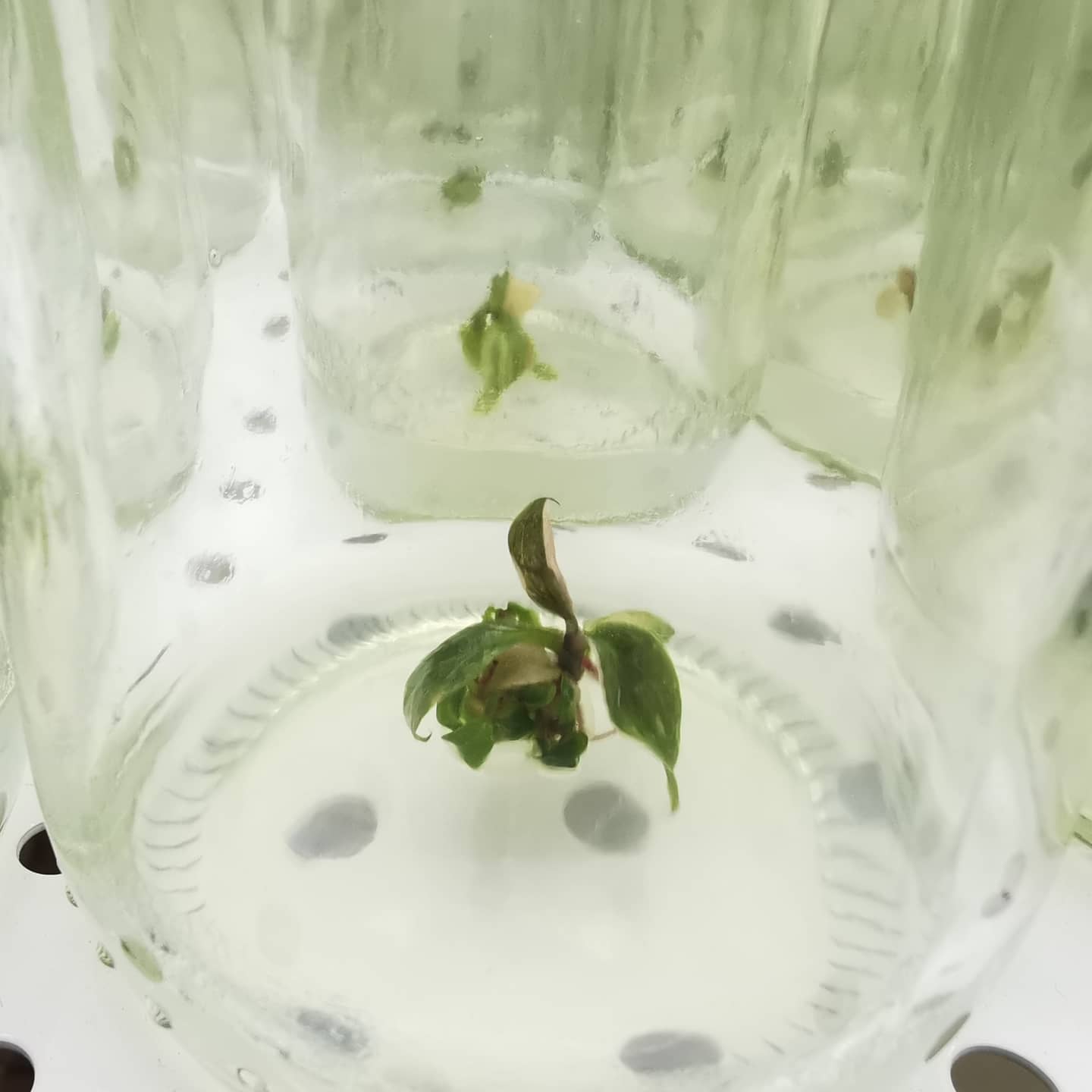 ไม้เมล็ดก็ทำ... - Exotica botanic lab | Facebook