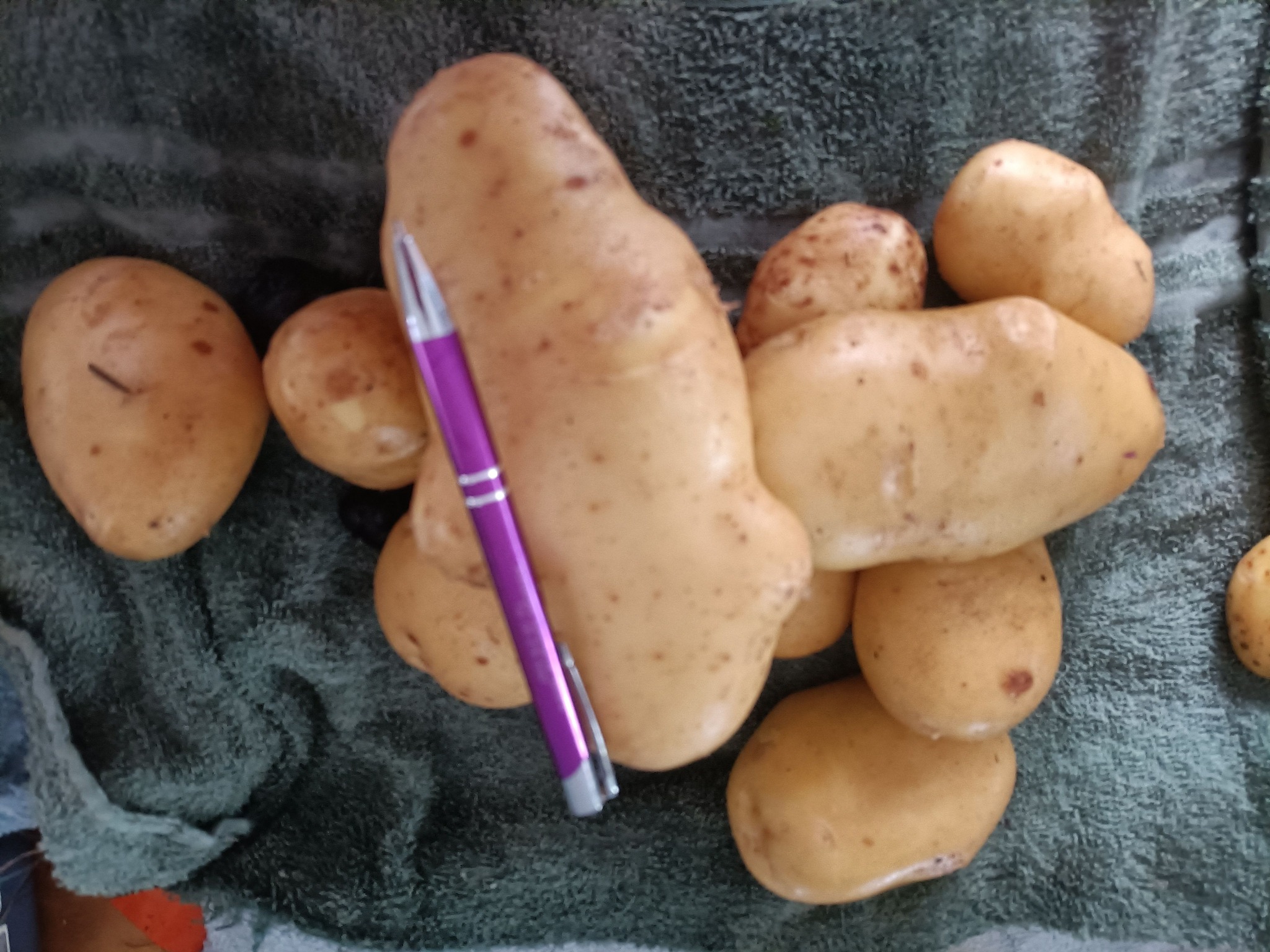 16.7 pound potato - New Zealand world record.