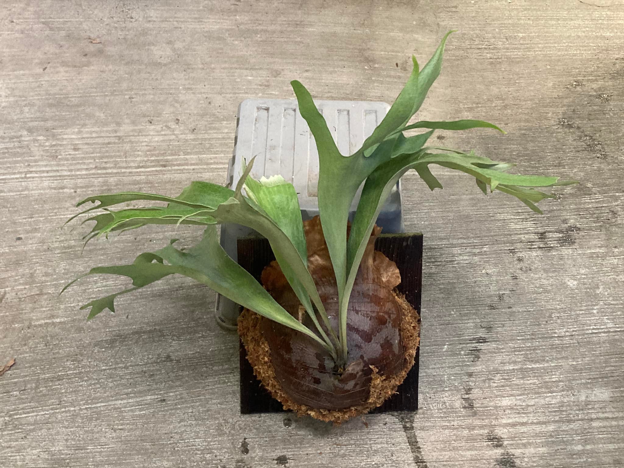 P. hillii 'Aor Chao 16' 母本來源：鵡力對蕨販售側芽已盆植圖一、母株