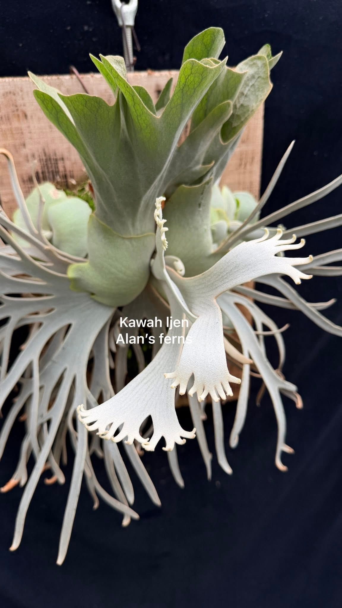 unicorn × kawahijen mix sp from tonkla 現物】P.veitchii 'Auburn