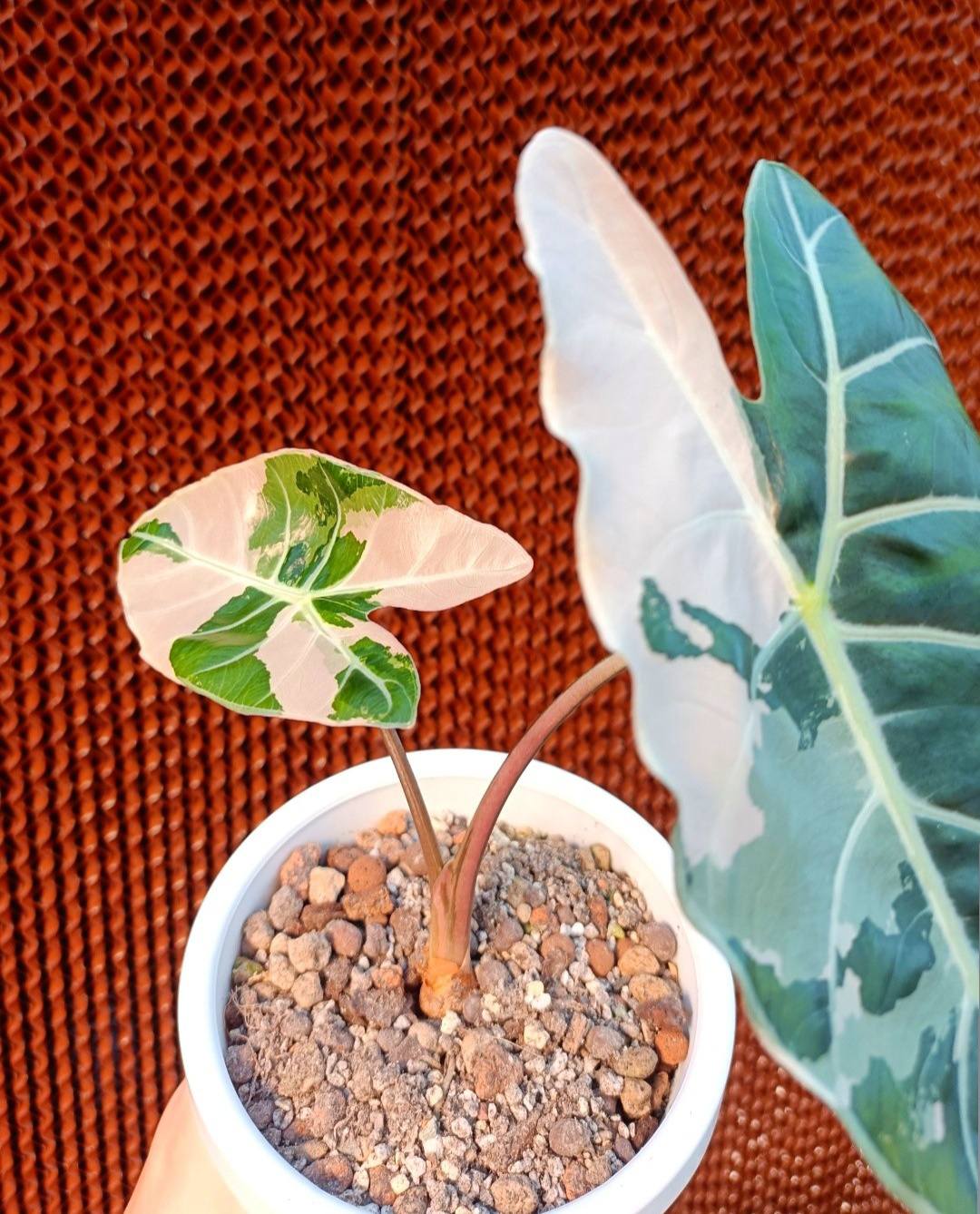 Where to find black Saturn pink bone Alocasia?