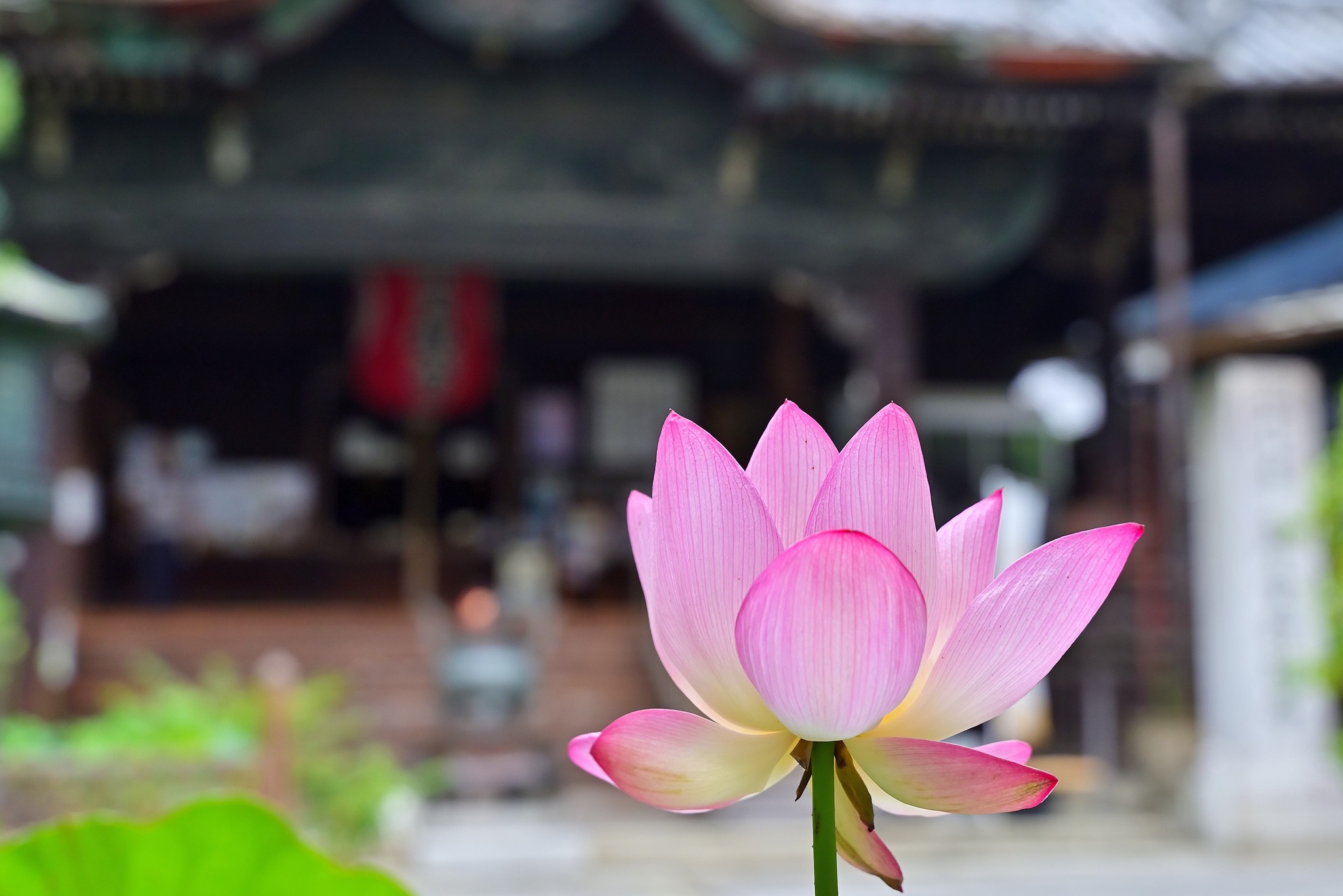 2026年6月22日 革堂行願寺 今年も、蓮が咲き始めました。 静かな境内に