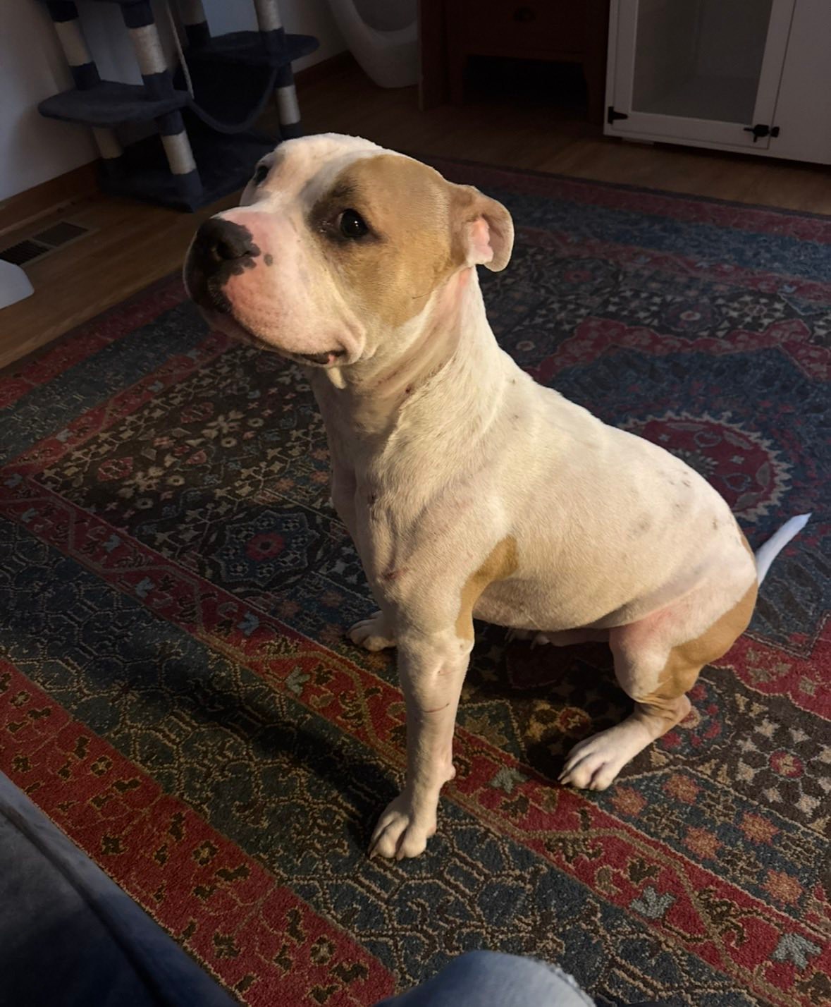 Missing dogs in Woodlawn/Oakwood area near Indian Mound, TN