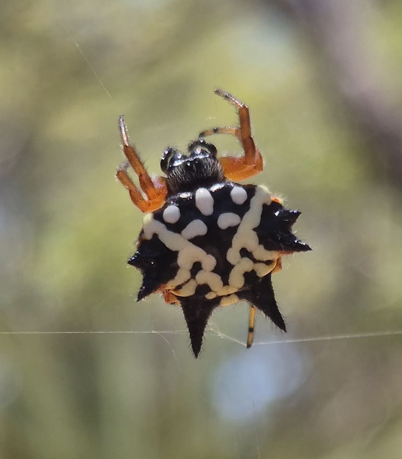 Insects of Perth & South West Western Australia | 🥰 I have no words ...