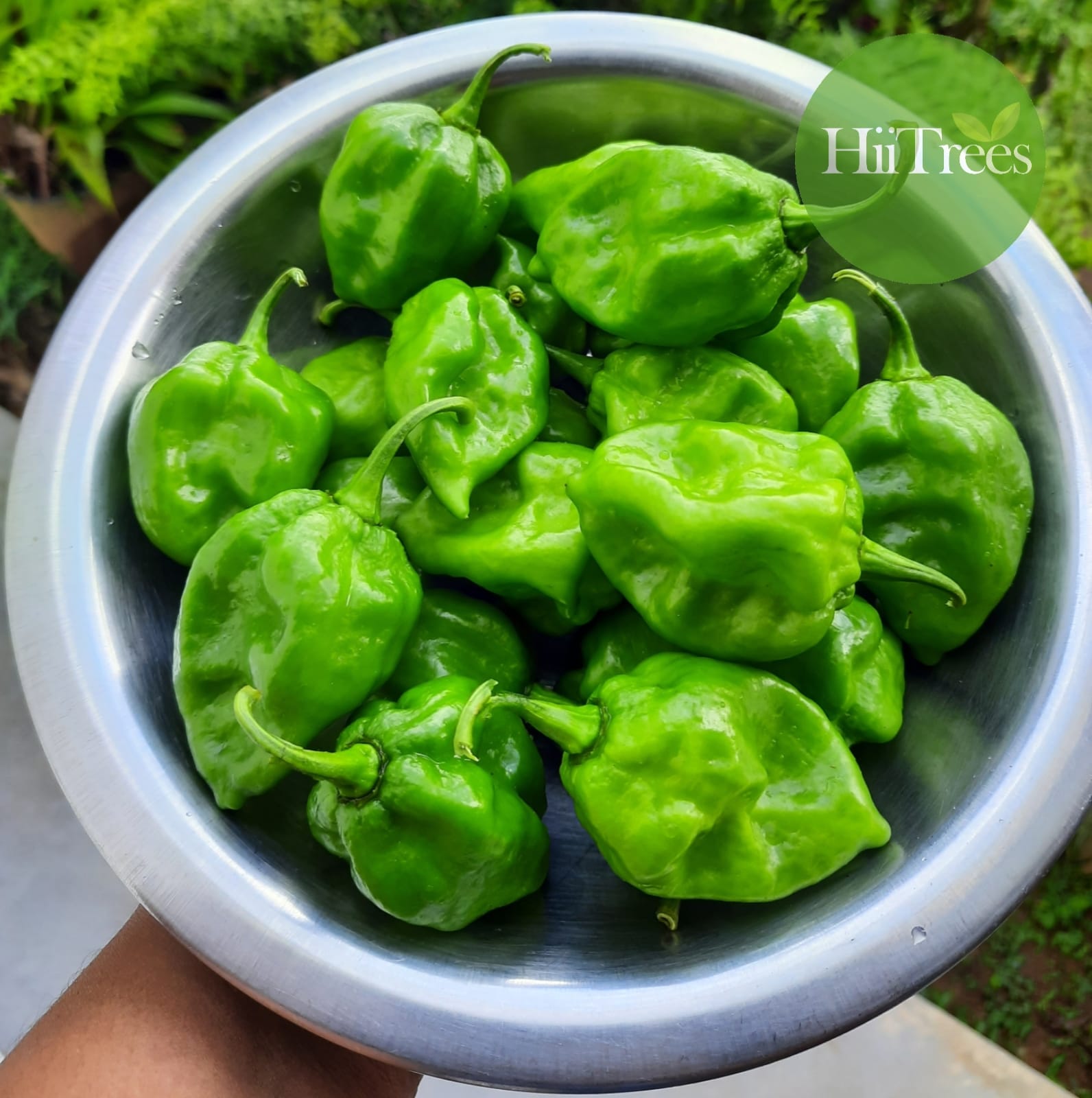 Hii Trees - 🌶️🌶️🌶️Nai miris🌶️🌶️🌶️ Scotch bonnet dark green... | Facebook