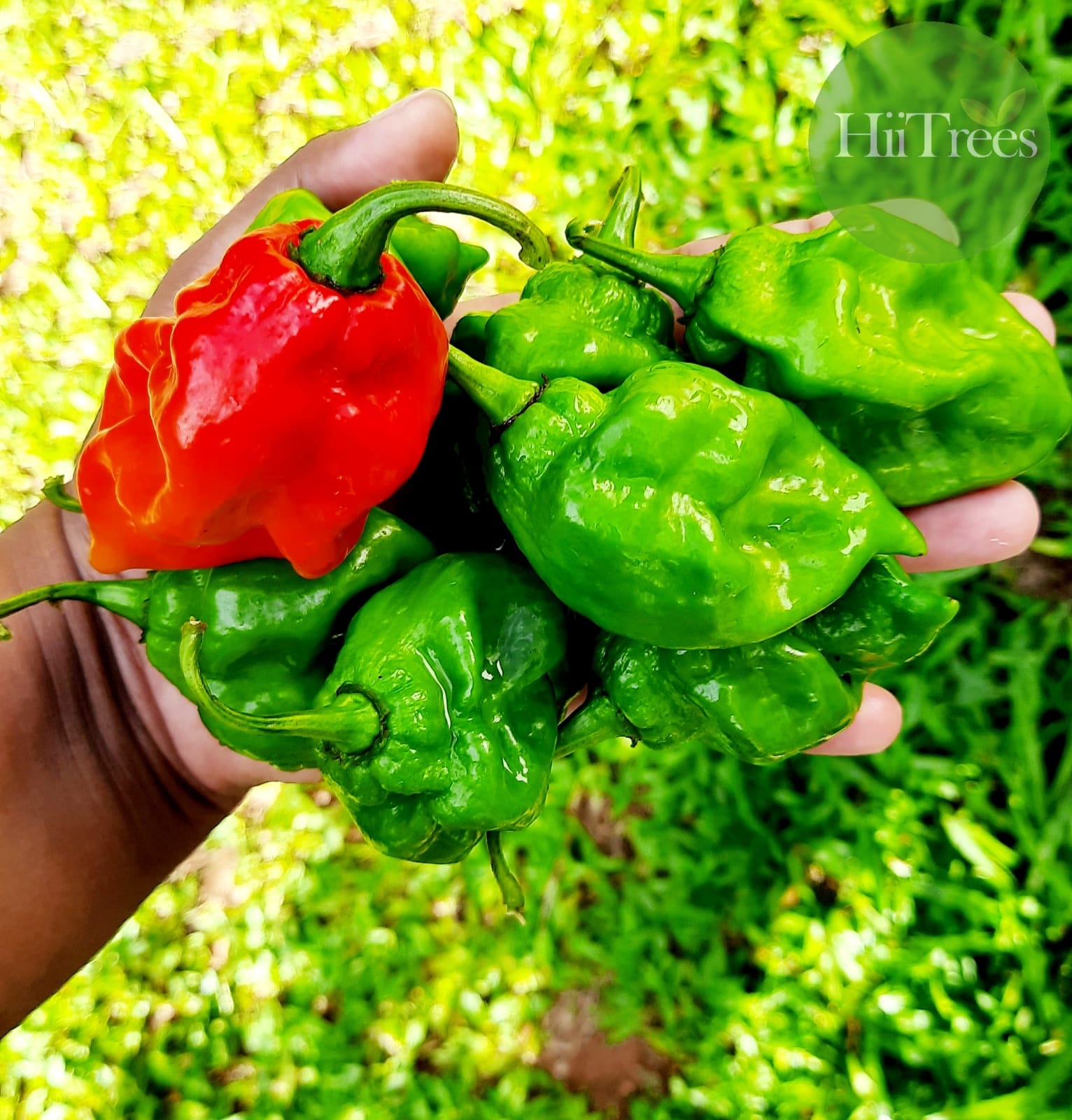 Hii Trees - 🌶️🌶️🌶️Nai miris🌶️🌶️🌶️ Scotch bonnet dark green... | Facebook