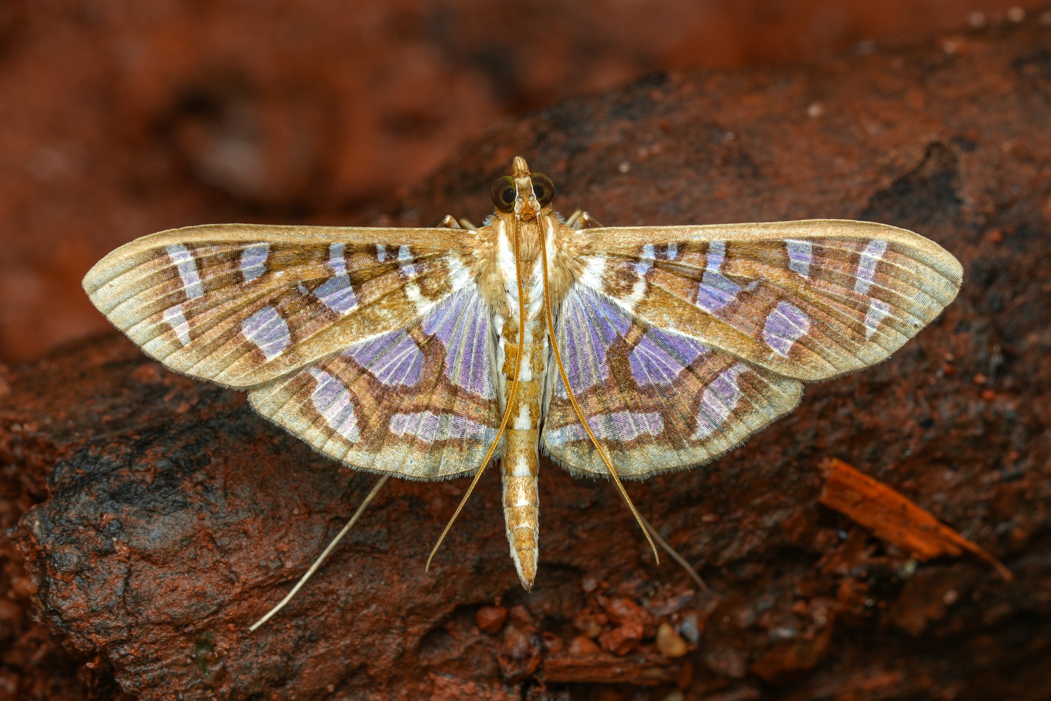 A kind of snout moth (Scientific name : Endotricha kuznetzovi