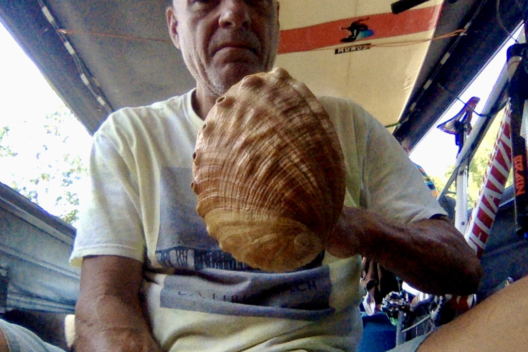 What is the species of this old Pacific white Abalone shell?
