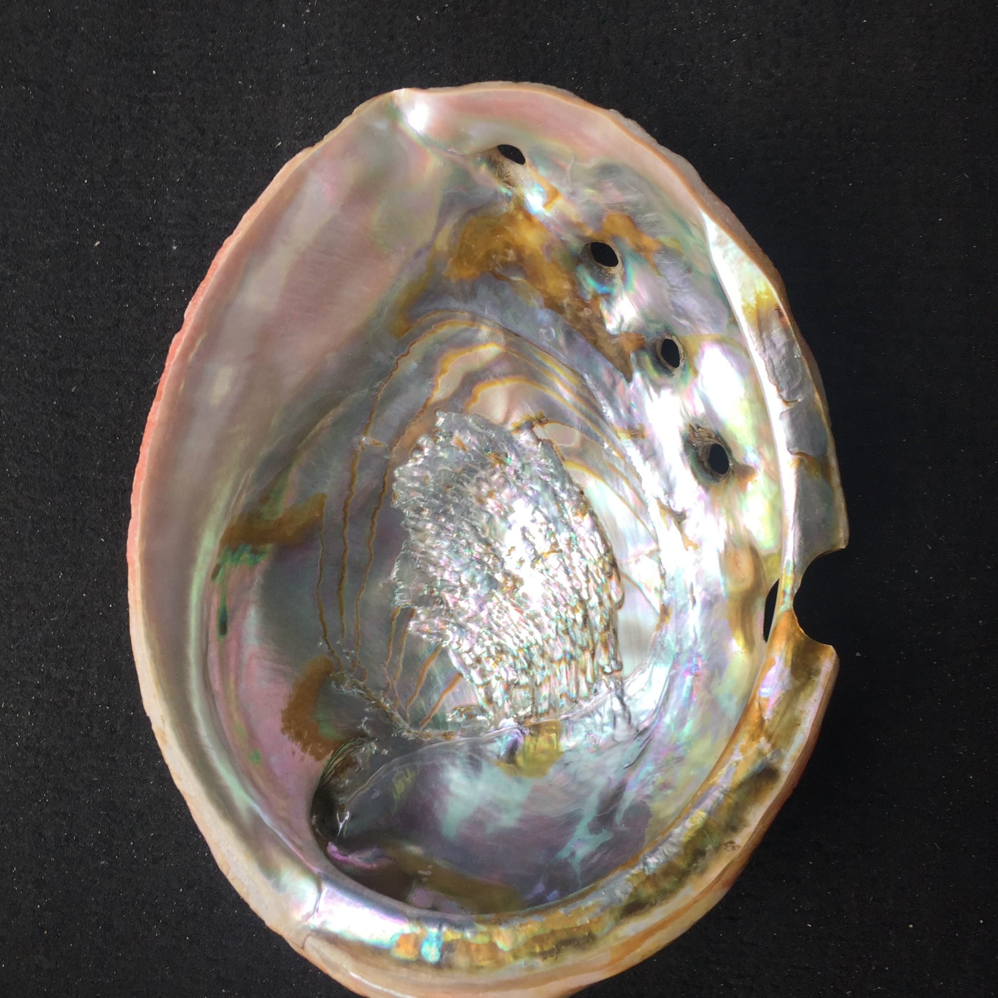 【新品】CAF-90H White Abalone What is the species of this old Pacific white Abalone shell?