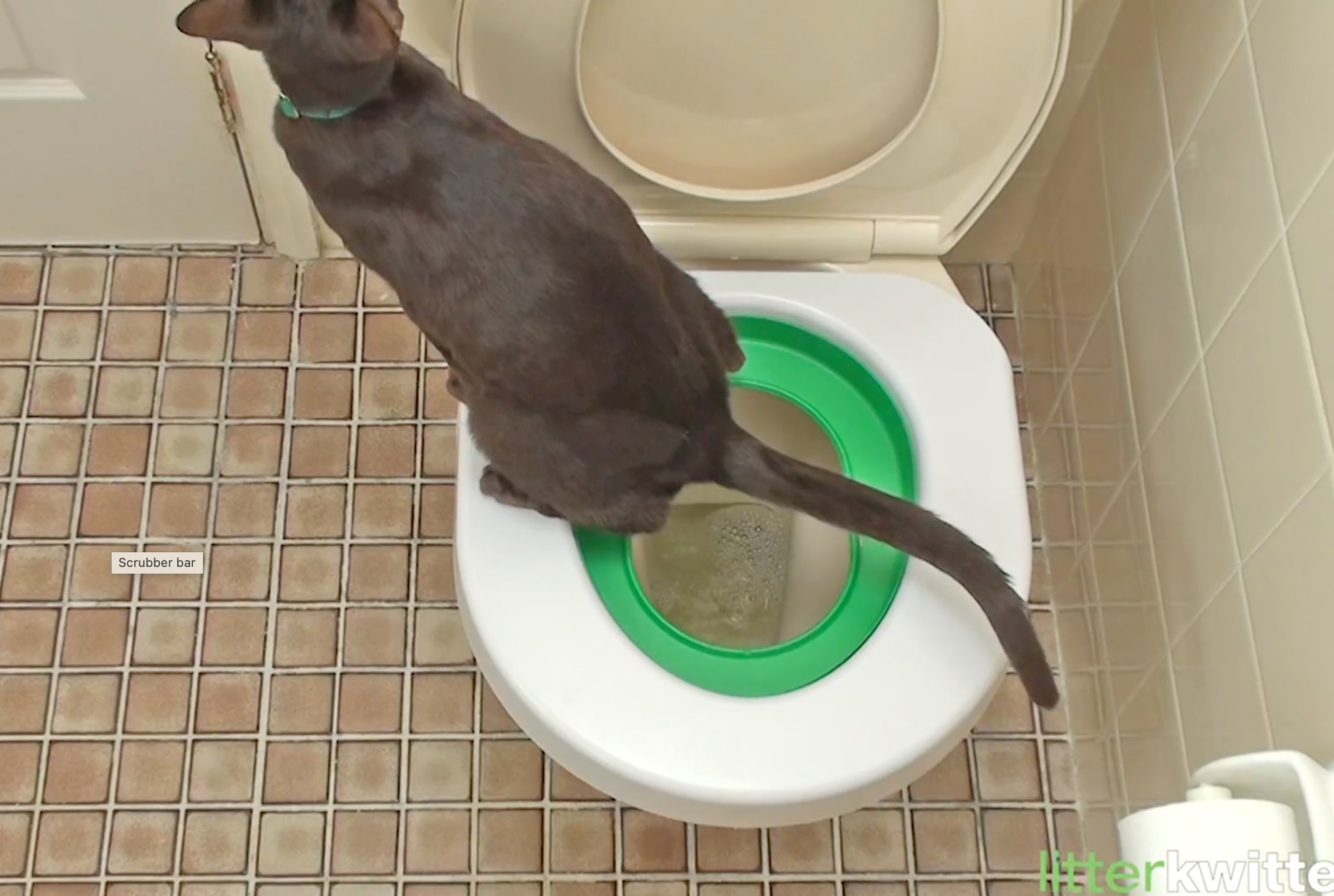 Cat Toilet Training System - Cat Supplies - New York, New York ...
