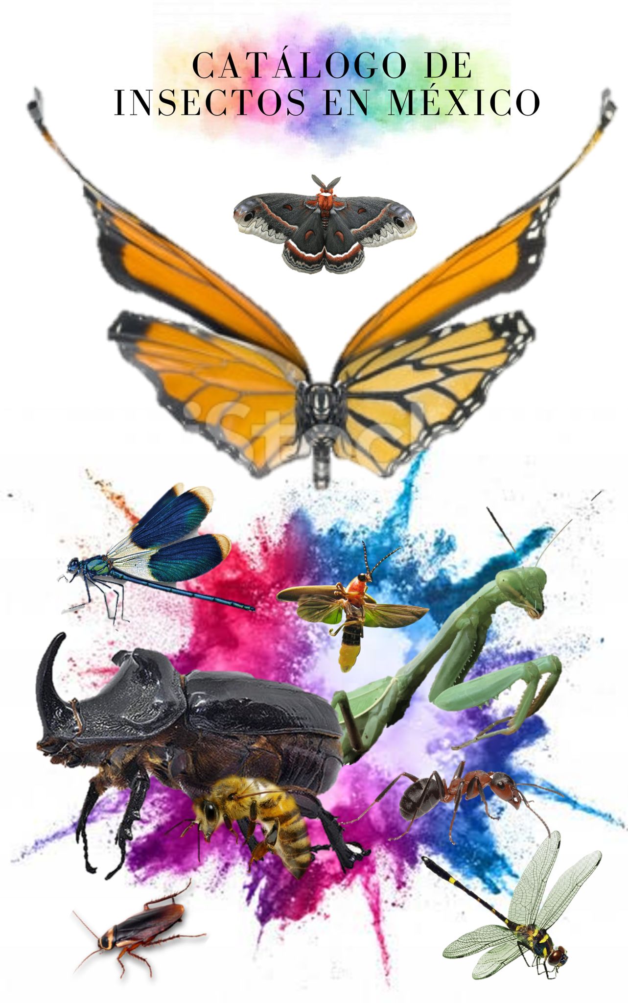 Insectos de México