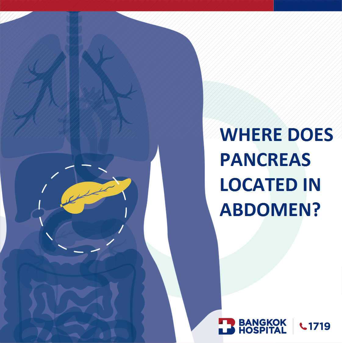 Have you ever wondered what the pancreas is and how it work? The ...