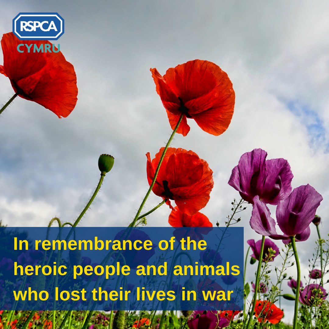 RSPCA Cymru - This Remembrance Sunday, we're remembering...