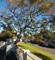 CPD Tree Services