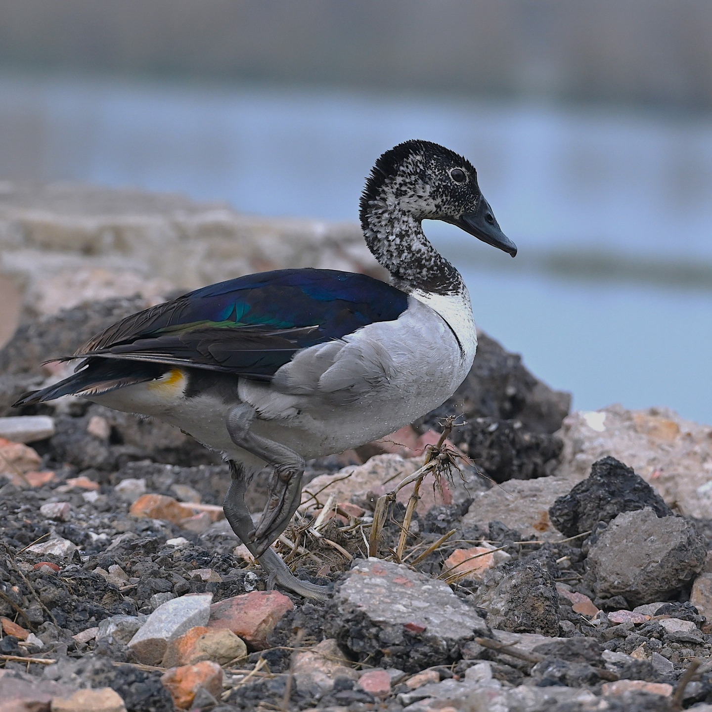 sarkidiornis melanotos Knob-billed Duck - Photos - Knob-billed Duck -