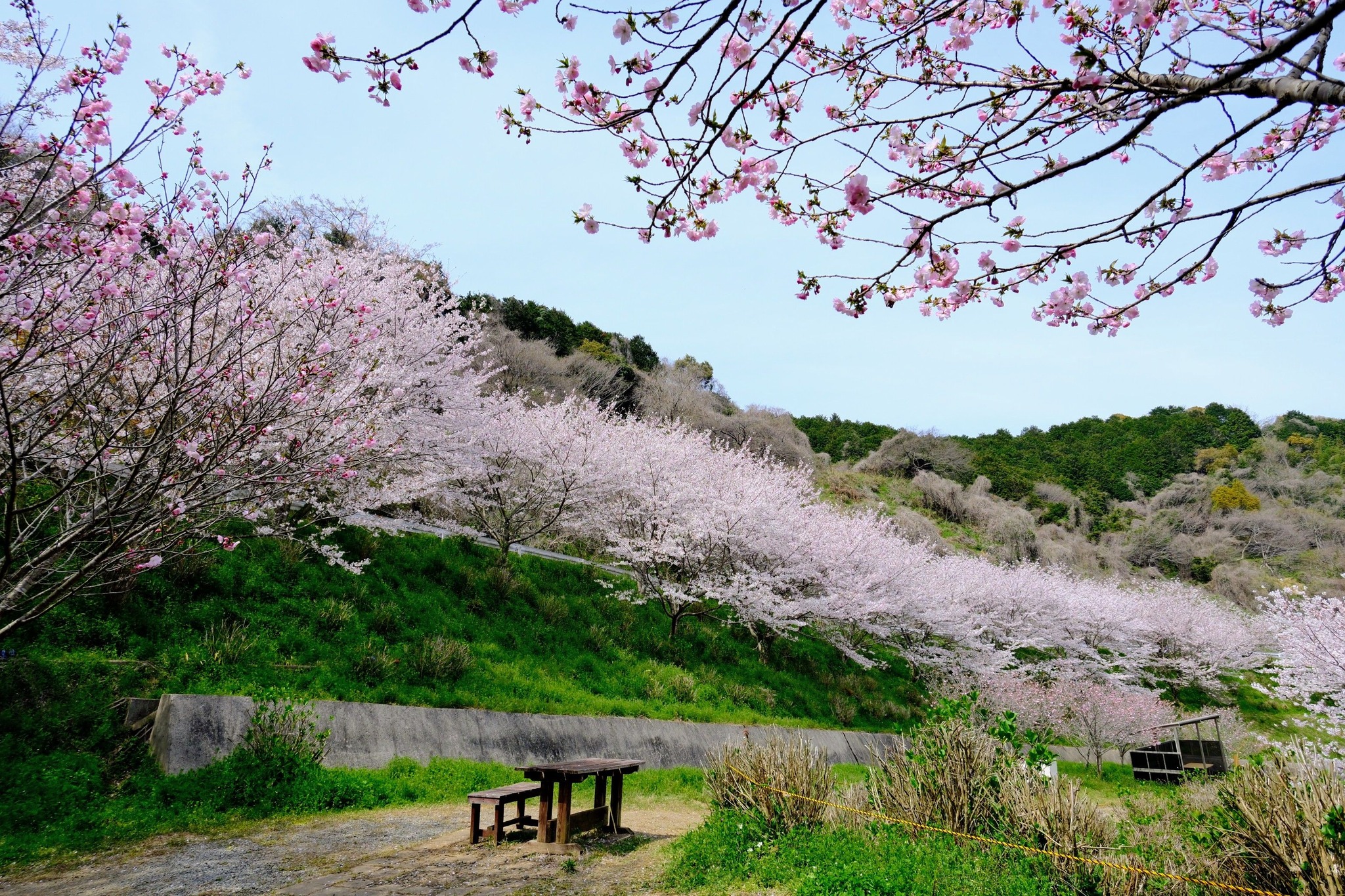 金山 サクラ アジサイ 園