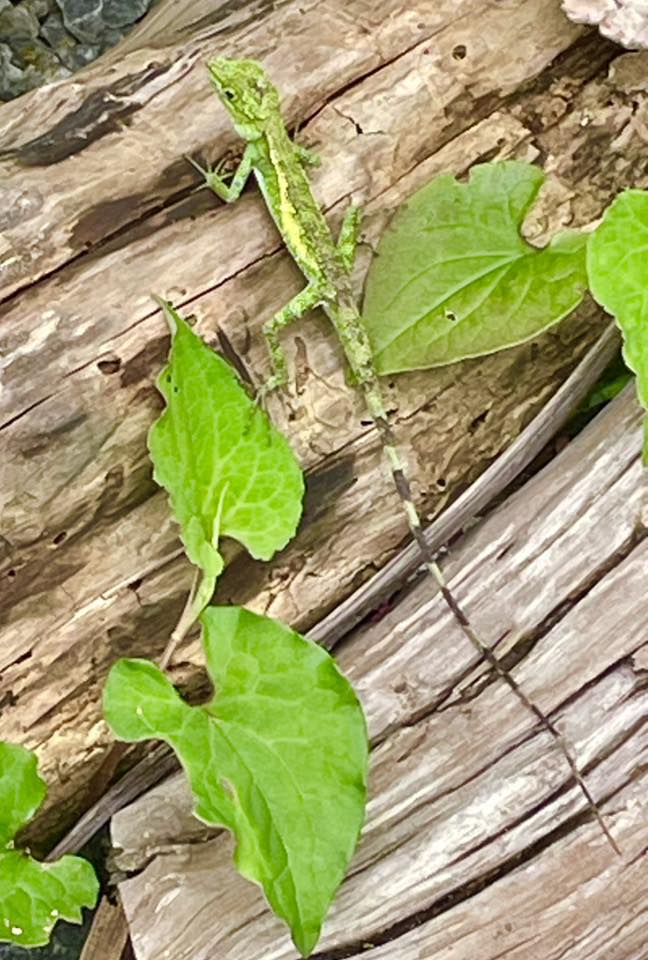 🦎キノボリトカゲ🦎 最近は見かけなくなった【キノボリトカゲ】ですが