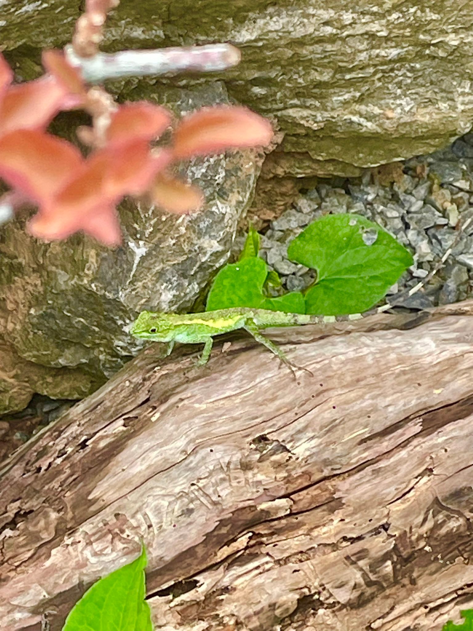 🦎キノボリトカゲ🦎 最近は見かけなくなった【キノボリトカゲ】ですが