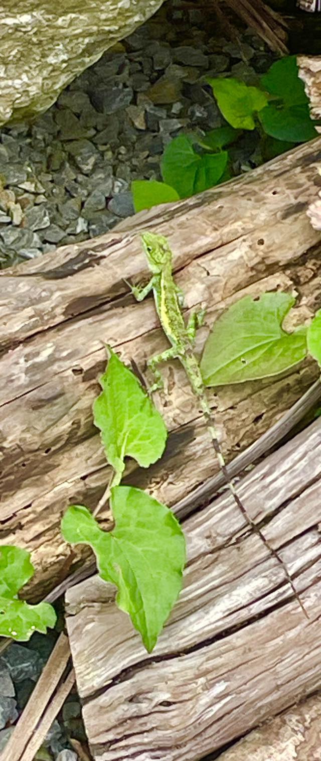 🦎キノボリトカゲ🦎 最近は見かけなくなった【キノボリトカゲ】ですが