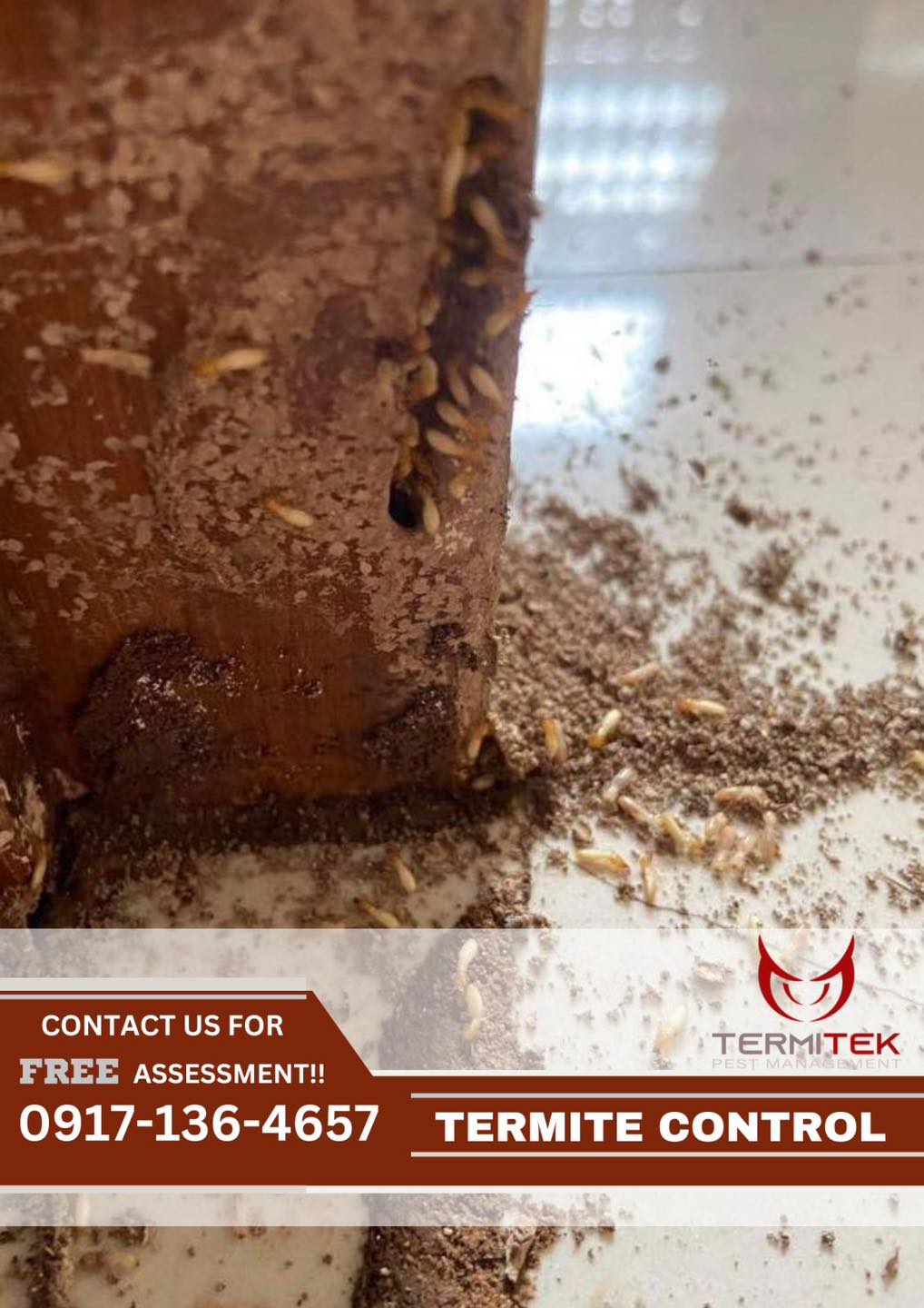 TermiTek - TERMITE INFESTATION 🐜🐜 PROTECT and PREVENT your premises ...