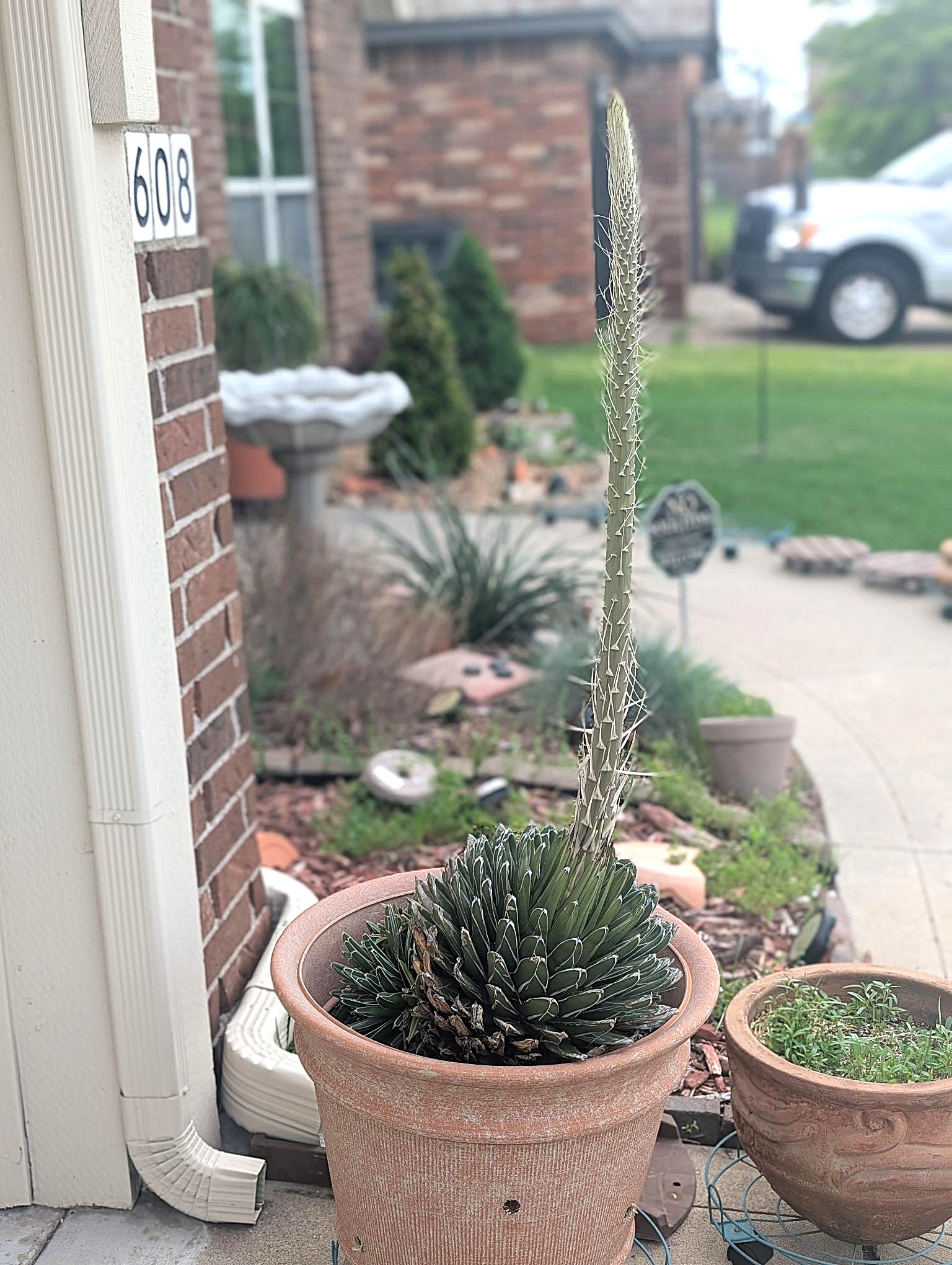 Agave victoriae-reginae blooms after 20 years