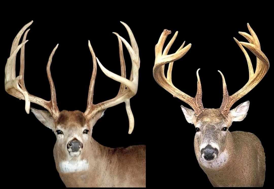 Deer Mounts of America | The top two typicals from the U.S.A | Facebook
