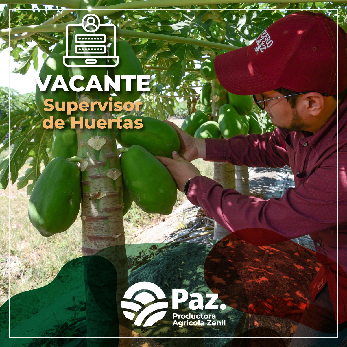 Productora Agrícola Zenil | Ebano