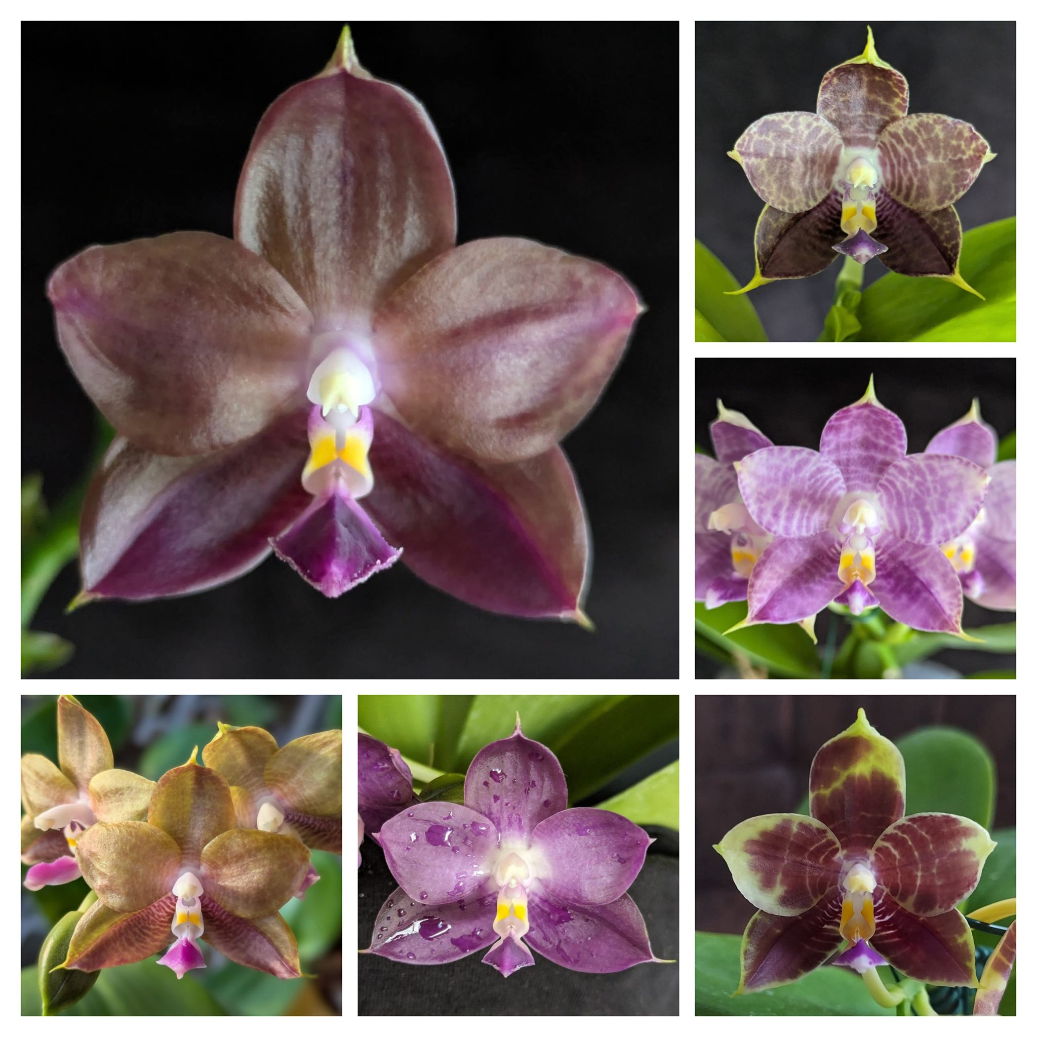 Phal Mituo Reflex Dragon 'Lilac' x Mituo Special Princess
