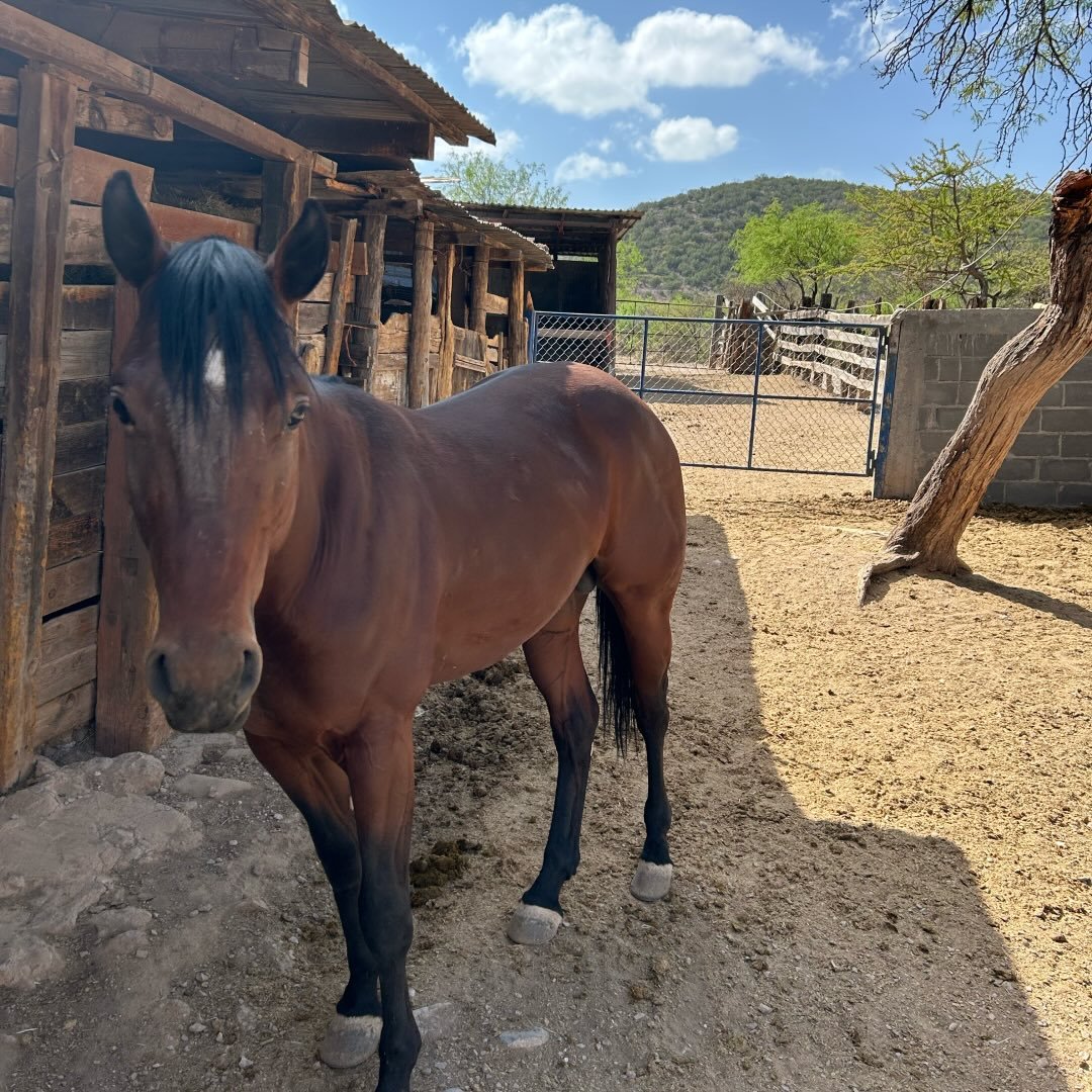 Decía mi abuelo #abuelo #casado #ranchero #rancho #ranchohumilde ...