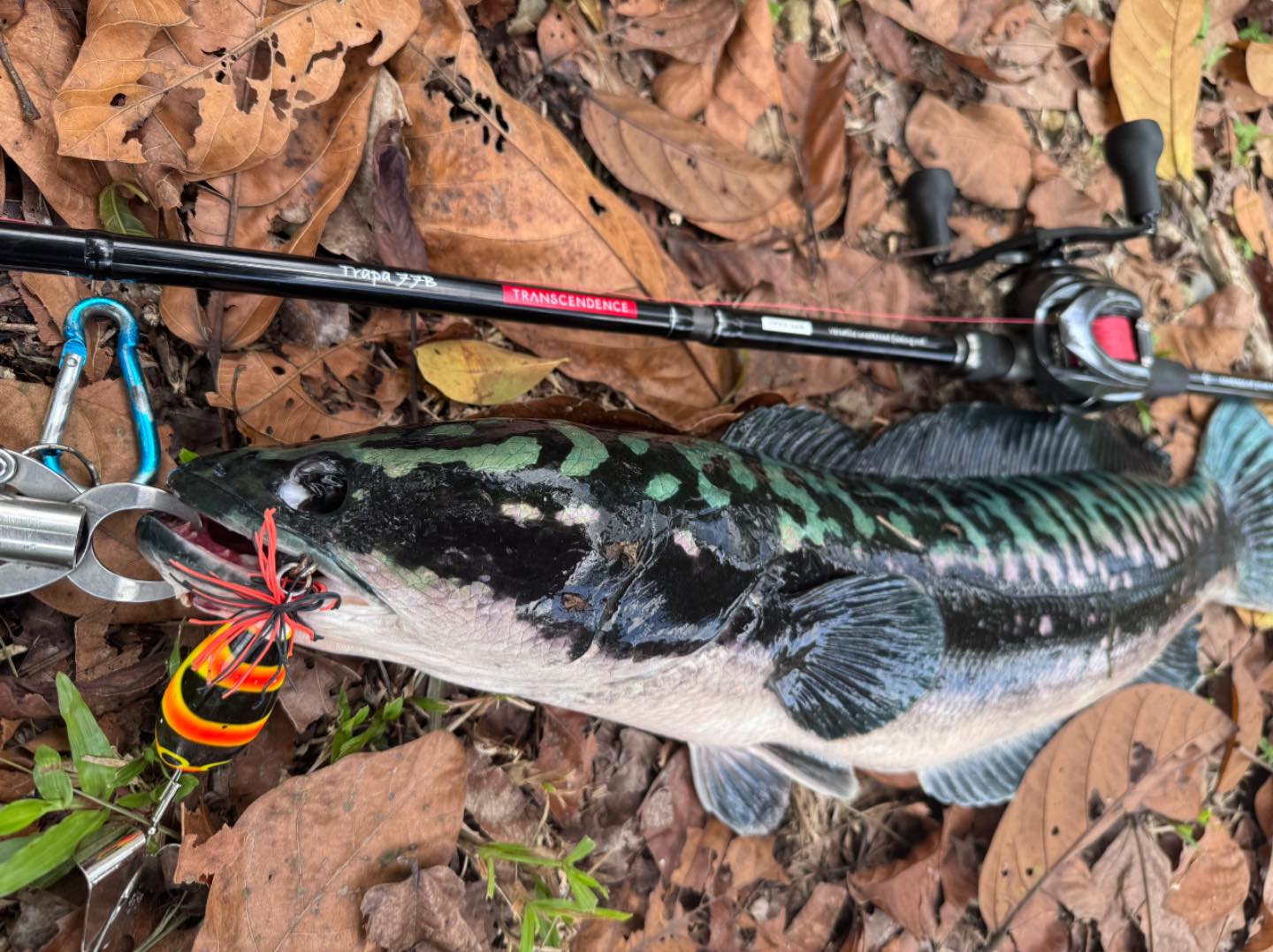 Transcendence eta quattro 65b fishing rod