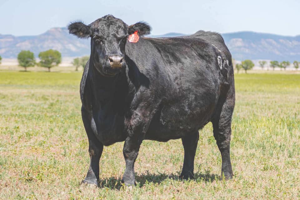 Reverse Rocking R Ranch added a... - Reverse Rocking R Ranch