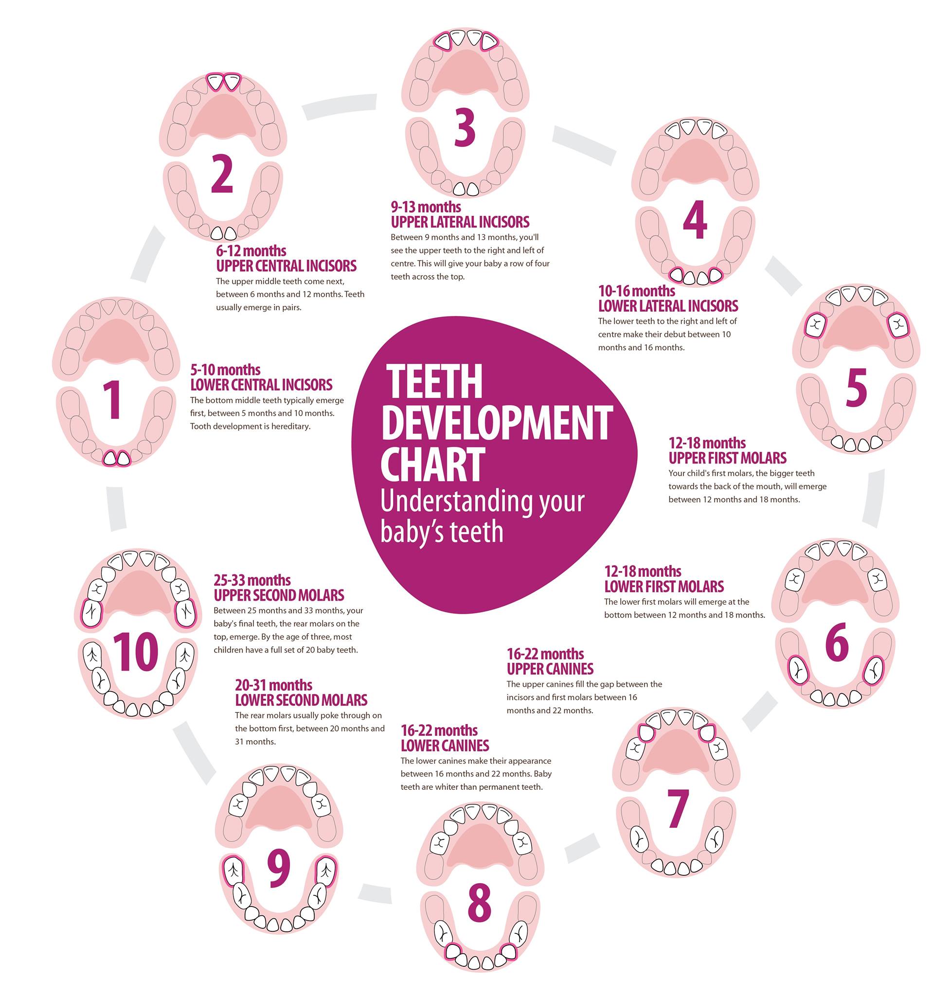 Pure Beginnings - Teeth Development Chart. Take a peek at... | Facebook