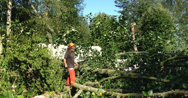 Out on a limb tree service