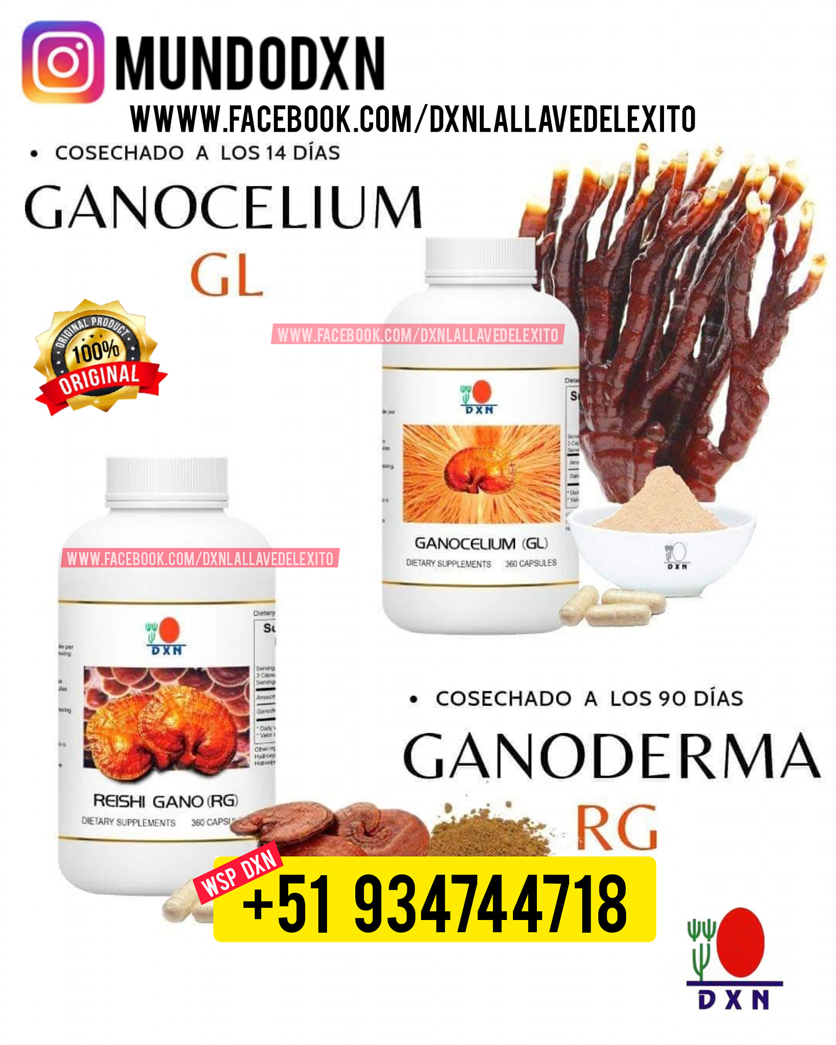 DXN PERU - 🤔QUÉ ES EL RG Y EL GL? Ganoderma RG & GL...