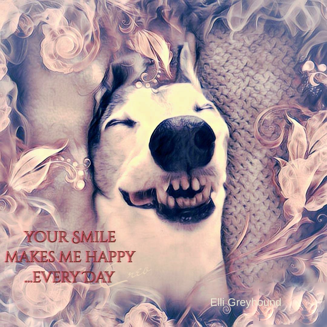 What is a soul dog and its key characteristics