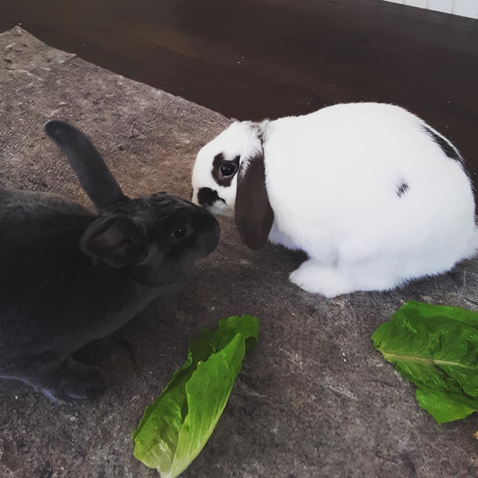 Sylvianne's date with Patches... - Alabama Rabbit Rescue