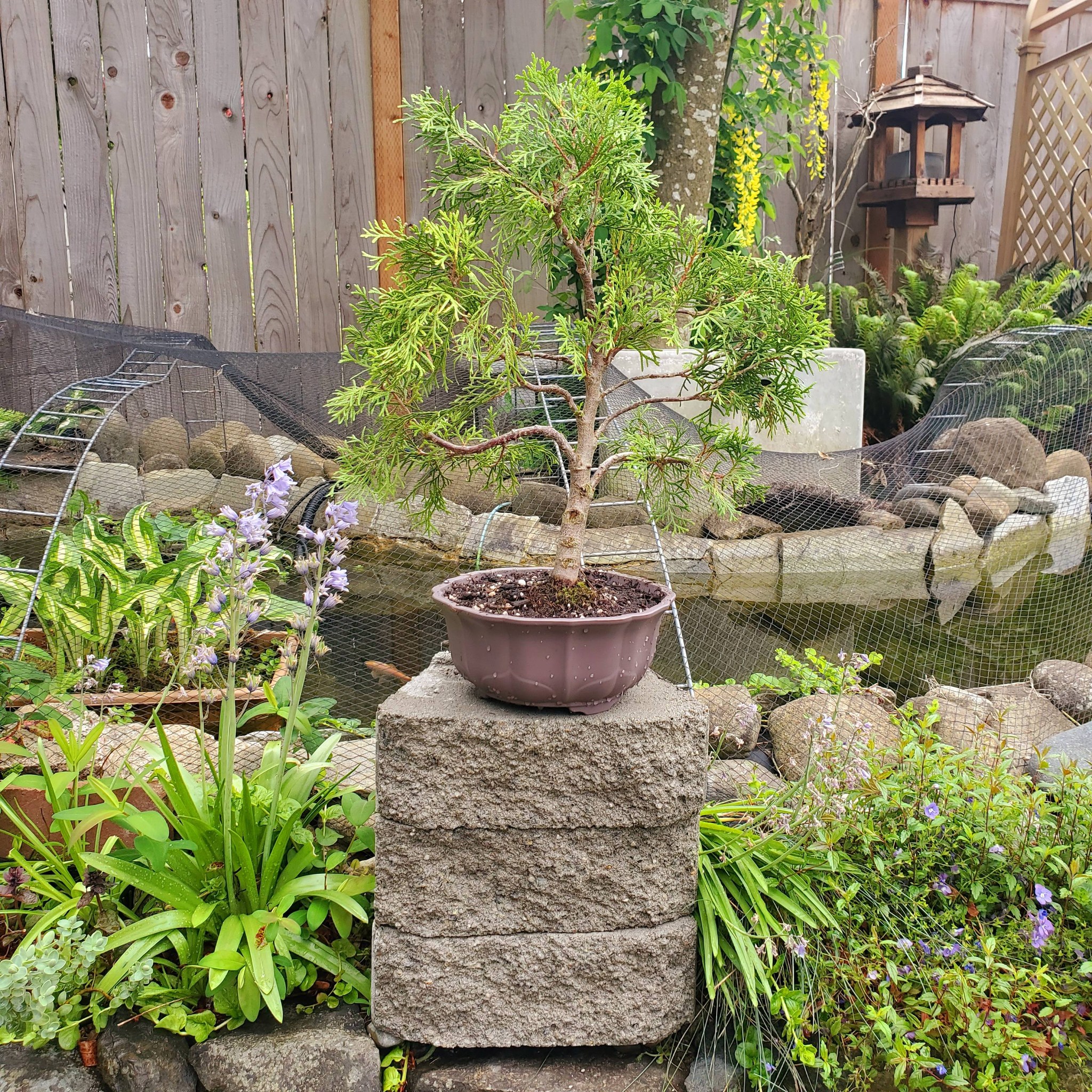 Progress on zen japanese inspired garden