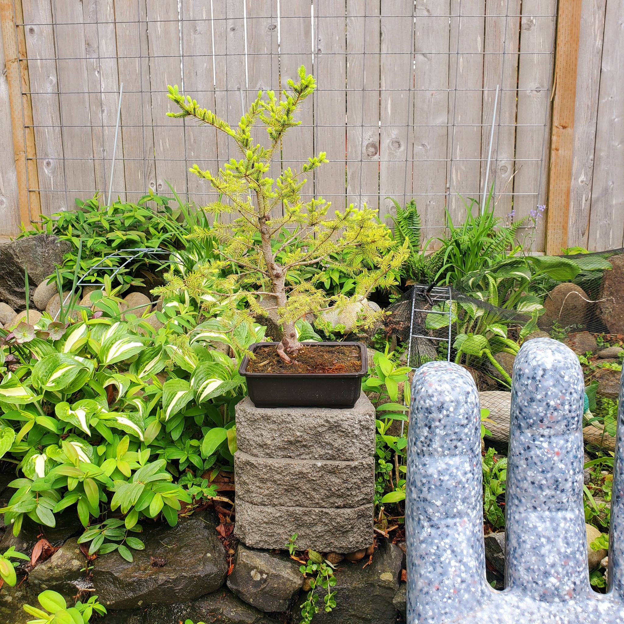 Progress on zen japanese inspired garden