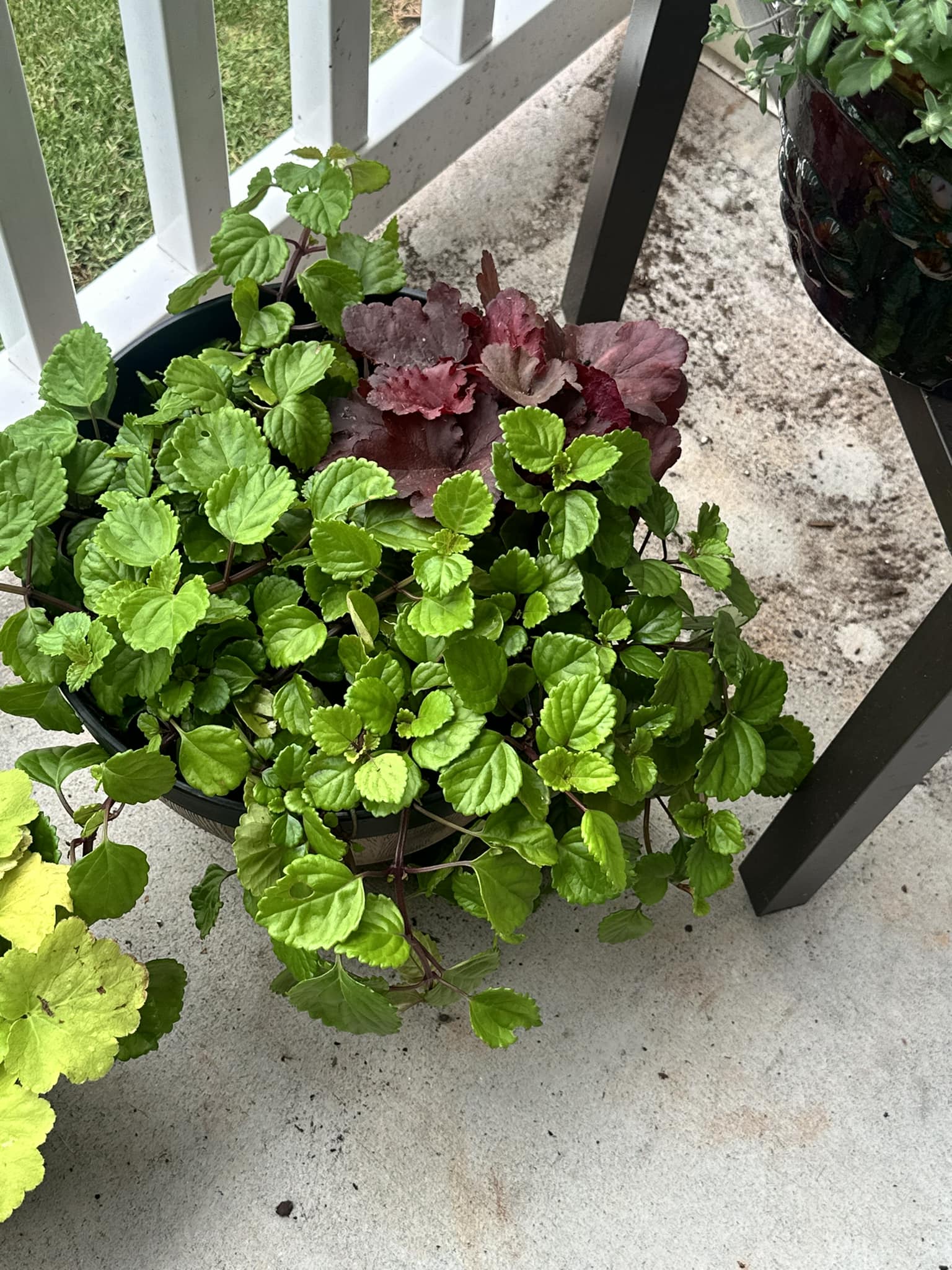 What type of ivy is this in Knoxville?